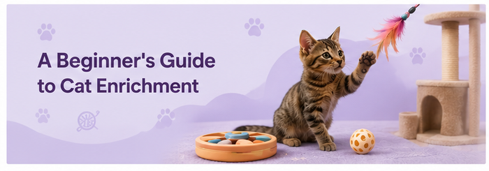 A Beginner's Guide to Cat Enrichment